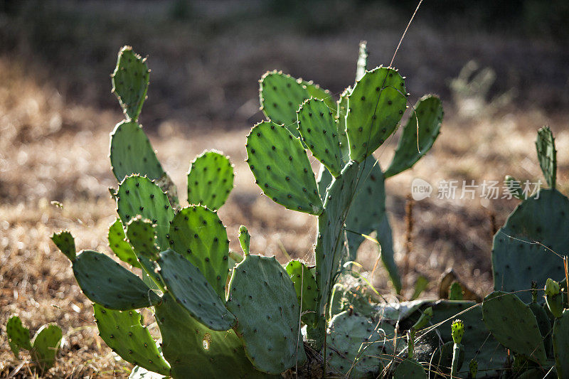 Opuntia ficus仙人掌，绿色仙人掌